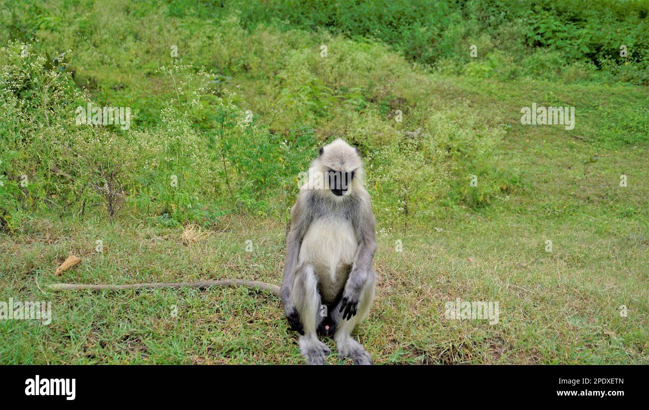 Lone maschio Langurs Gray, chiamato anche scimmie Hanuman o Semnopithecus seduto in strada nella foresta del Bandipur mudumalai Ooty Road, India. Foto Stock