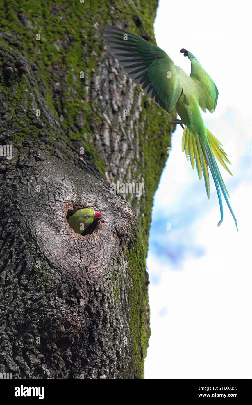 Bruxelles, Belgio. 15th Mar, 2023. I pappagalli sono visti al Parco del cinquantesimo anniversario a Bruxelles, Belgio, 15 marzo 2023. Credit: Zheng Huansong/Xinhua/Alamy Live News Foto Stock