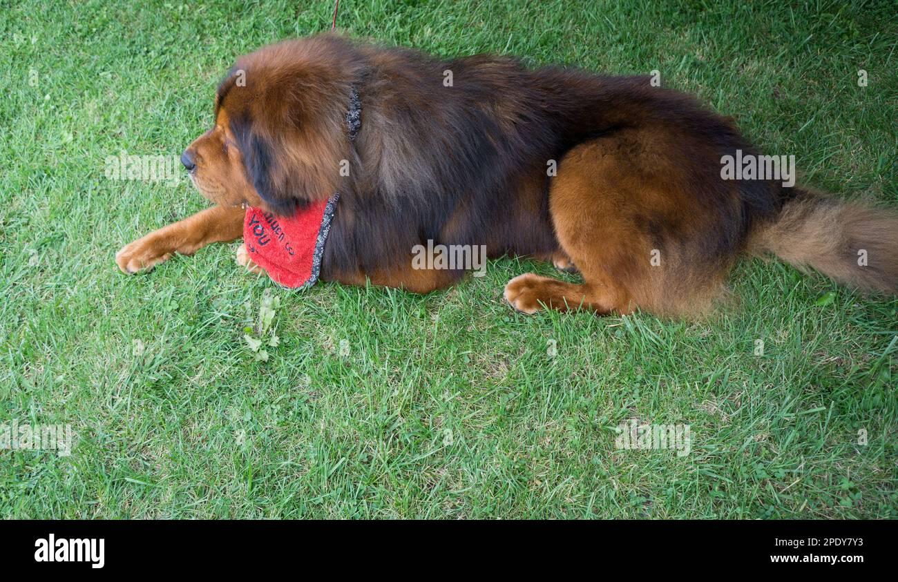 Mastiff tibetano che si rilassa nell'erba in uno spettacolo di cani Foto Stock