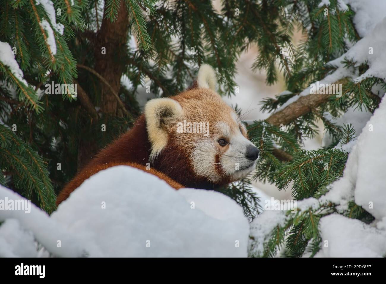 Ailurus Fulgens, Panda Panda Rosso su un albero in inverno nella neve Foto Stock