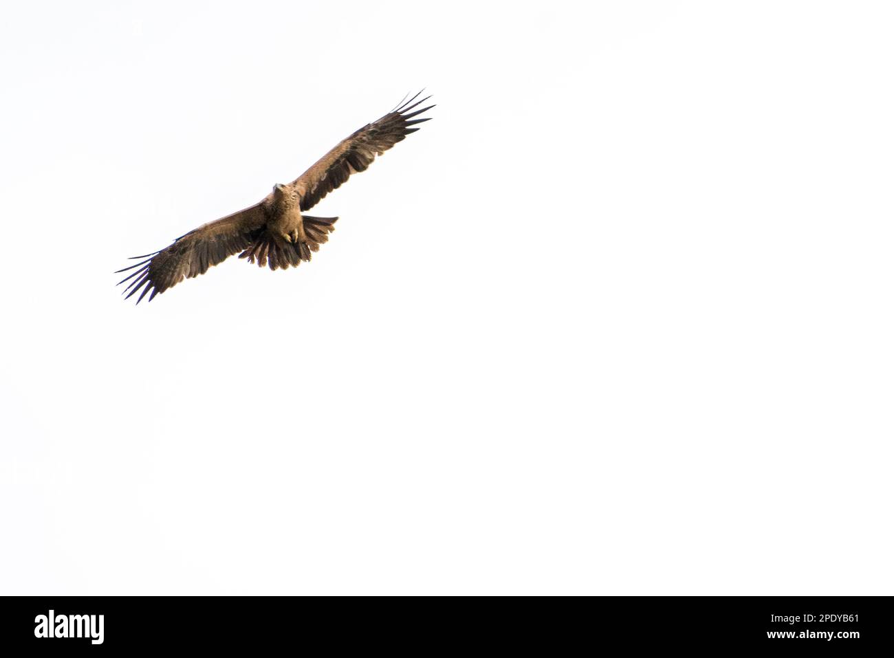 Avvoltoio Griffon che vola in un cielo bianco Foto Stock