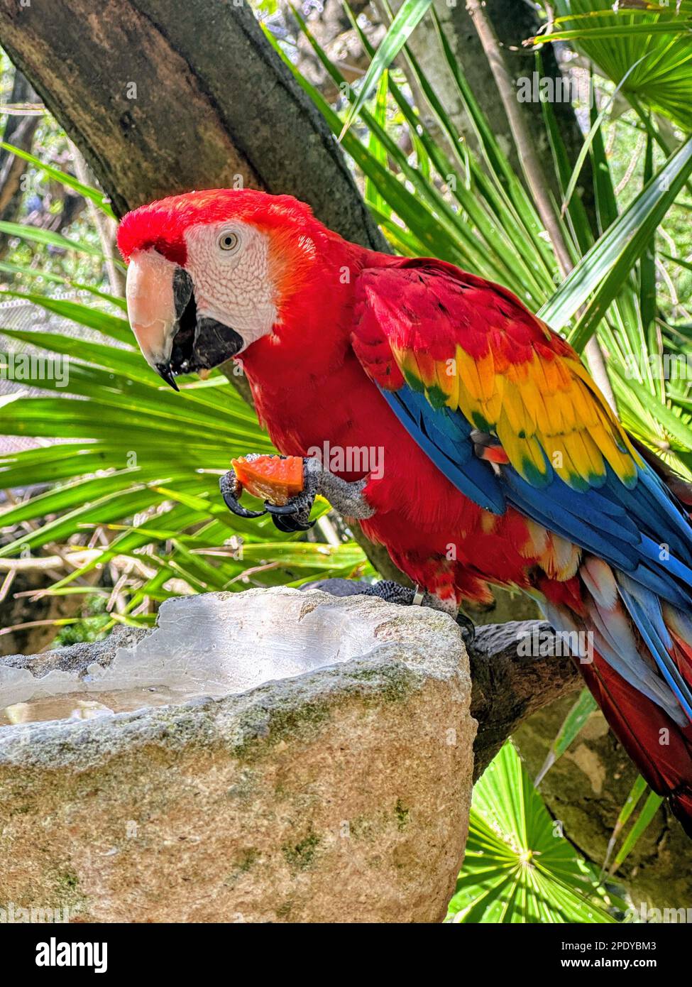 Una vivace Ara rossa arroccata su una roccia grigia e che mangia frutta Foto Stock