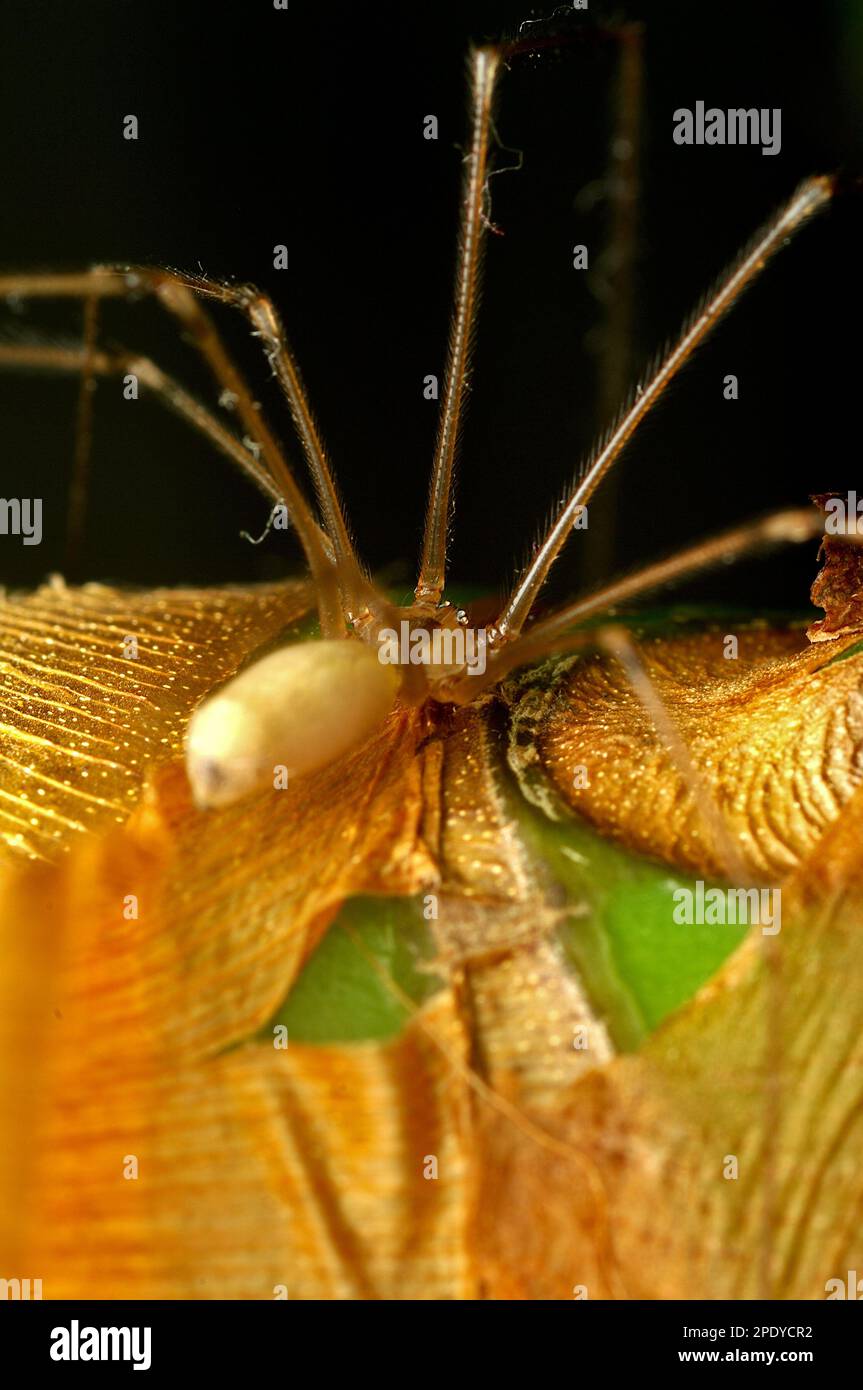 Ragno di cantina di lunga corporatura (Pholcus) che striscia su una pianta, aracnidi, gambe lunghe, peloso, creepy, macrofotografia, ragno da dietro Foto Stock