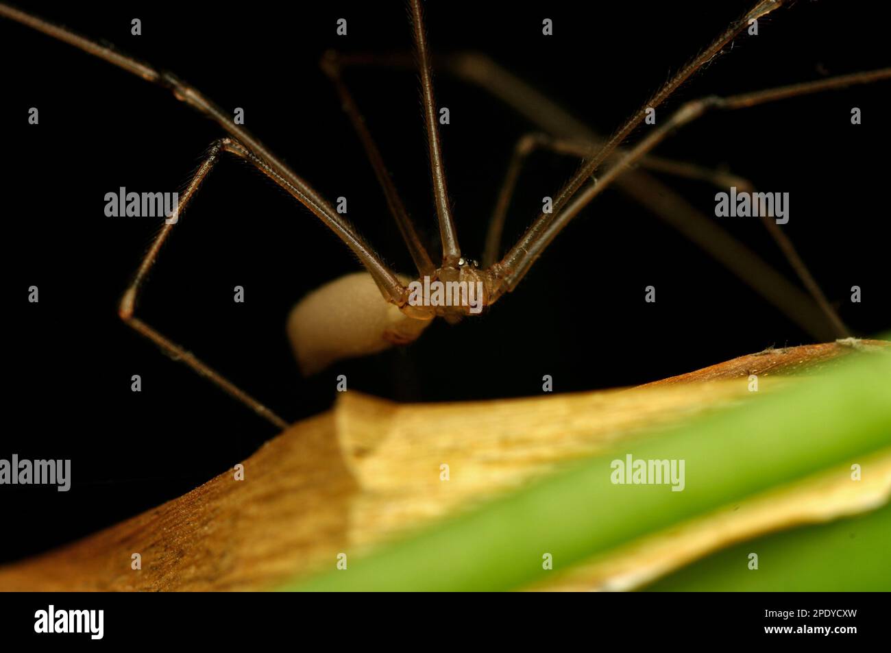 Ragno per cantina a corpo lungo (Pholcus sp.) con occhi incandescenti che strisciare su una pianta, aracnidi, gambe lunghe, peloso, creepy, macrofotografia Foto Stock