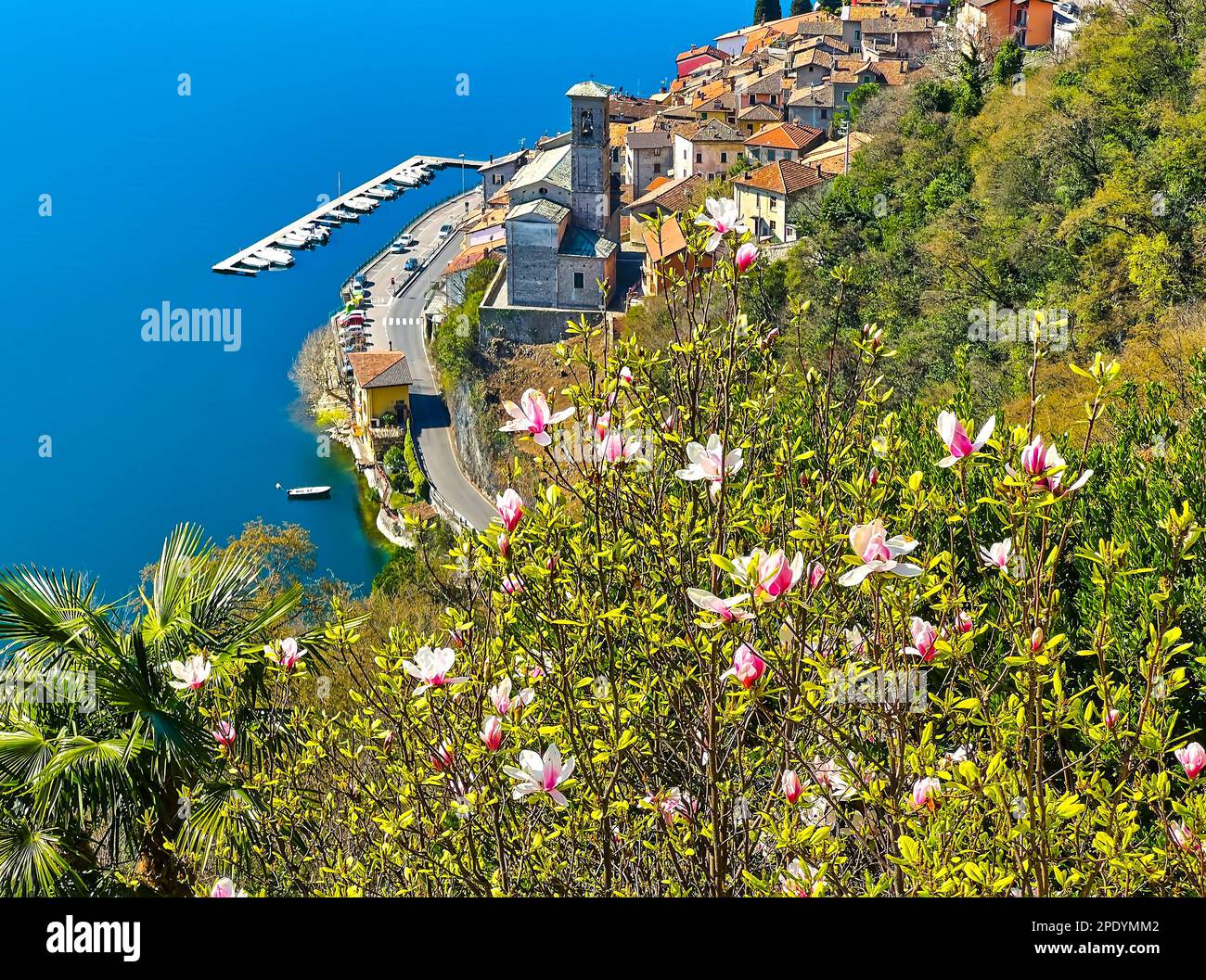 La magnolia fiorisce di fronte all'Albogasio inferiore con la chiesa medievale di Santa Maria annunciata e il piccolo porto peschereccio, Valsolda, Italia Foto Stock