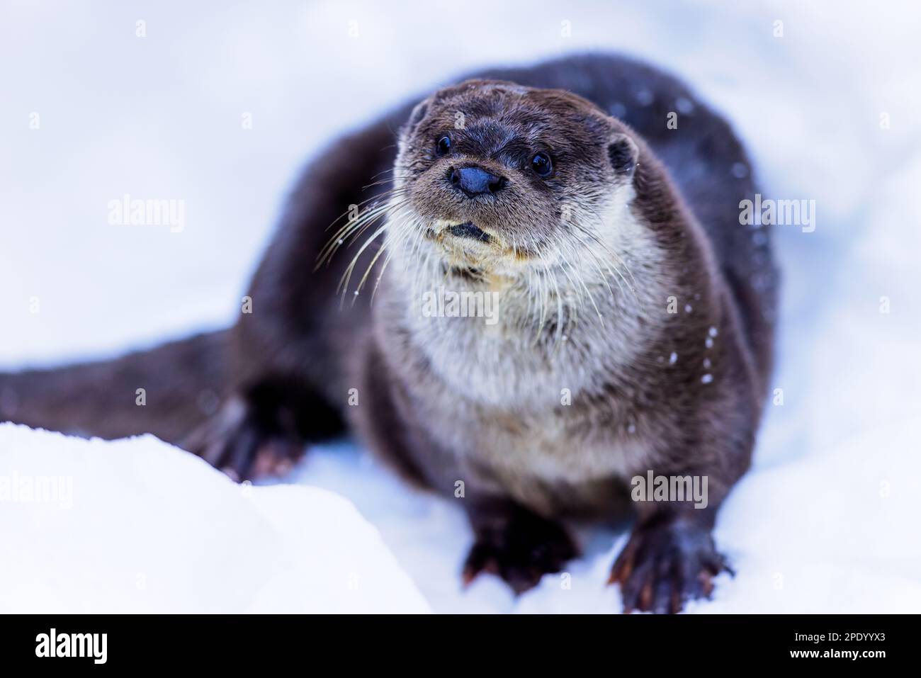 Lontra eurasiatica (Lutra lutra) nella neve del Parco Nazionale della Foresta Bavarese, Baviera, Germania. Foto Stock