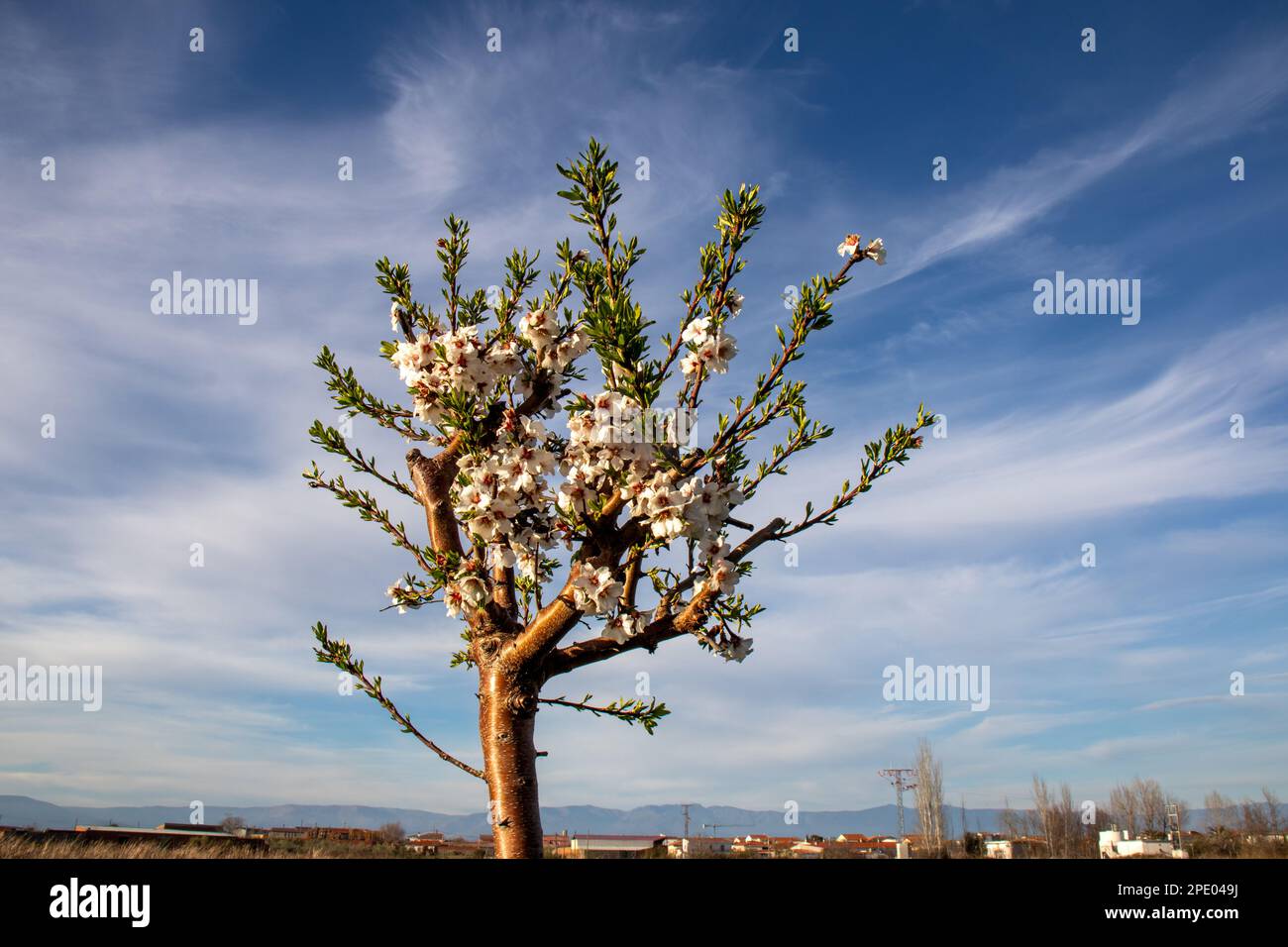Prezioso, pequeño y solitario almendro en flor y de fondo el azul del cielo Foto Stock