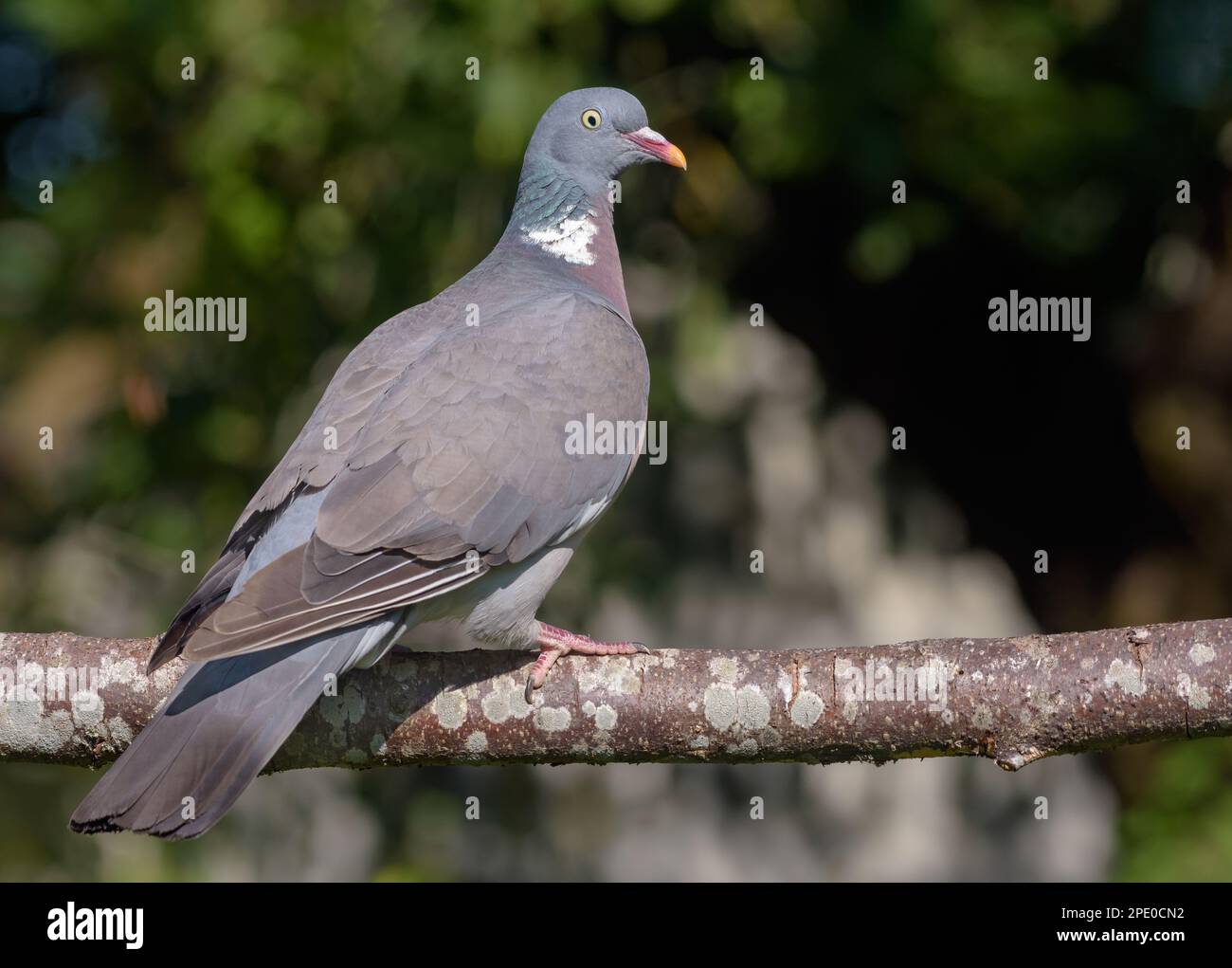 Piccione di legno comune (columba palumbus) arroccato su vecchio ramo con muschio e licheni in villaggio Foto Stock