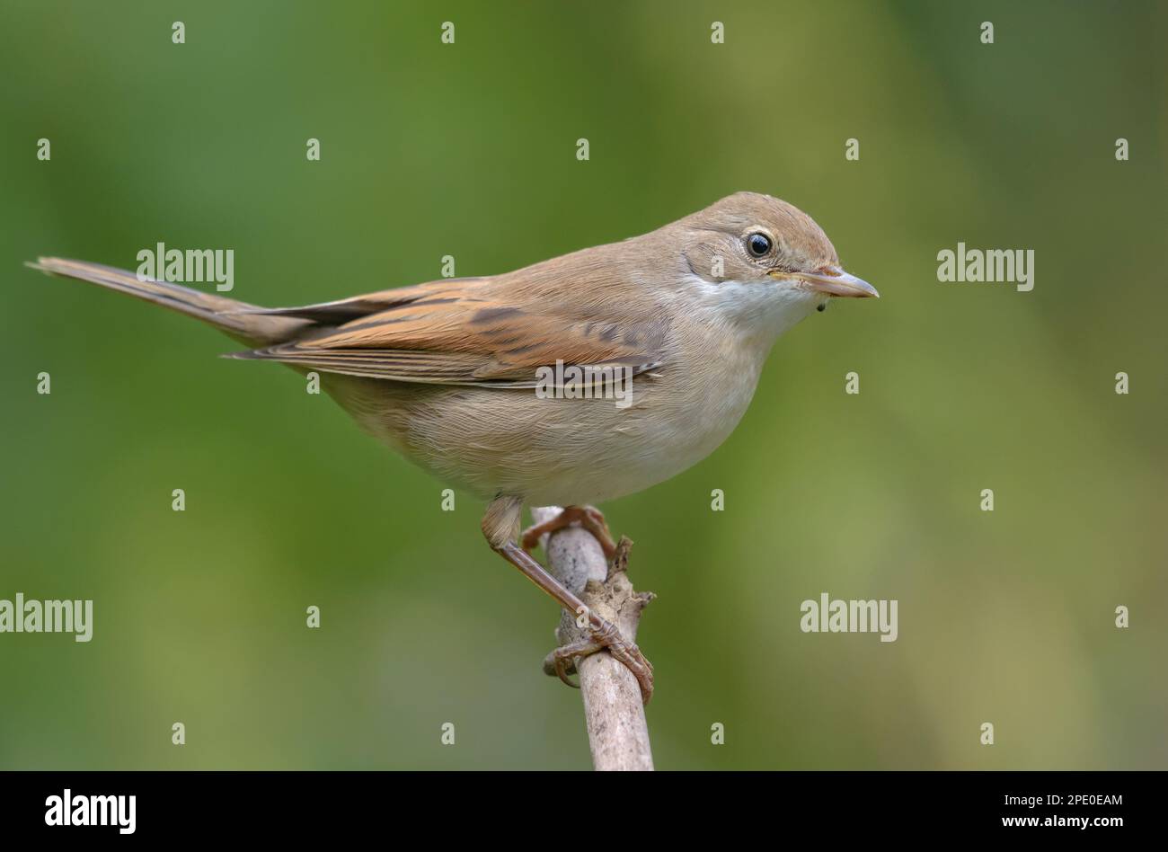 Comune whitehocle (Curruca communis) posando su un piccolo ramo con sfondo verde chiaro in estate Foto Stock