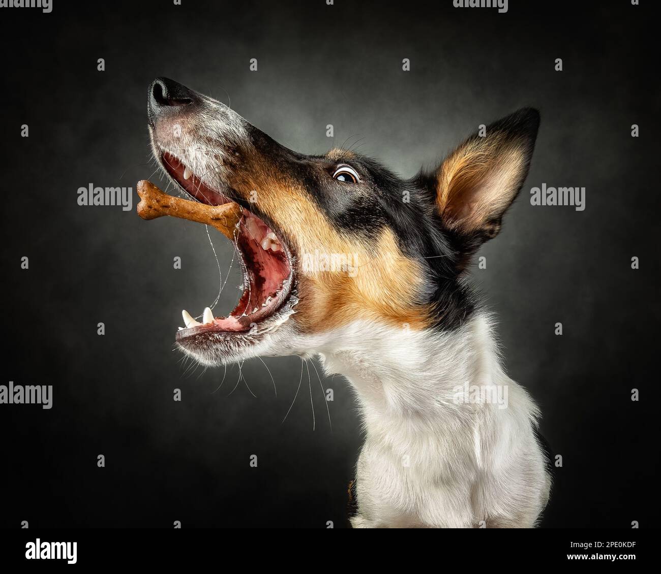 Border Collie Dog Puppy che cattura dolcetti Foto Stock