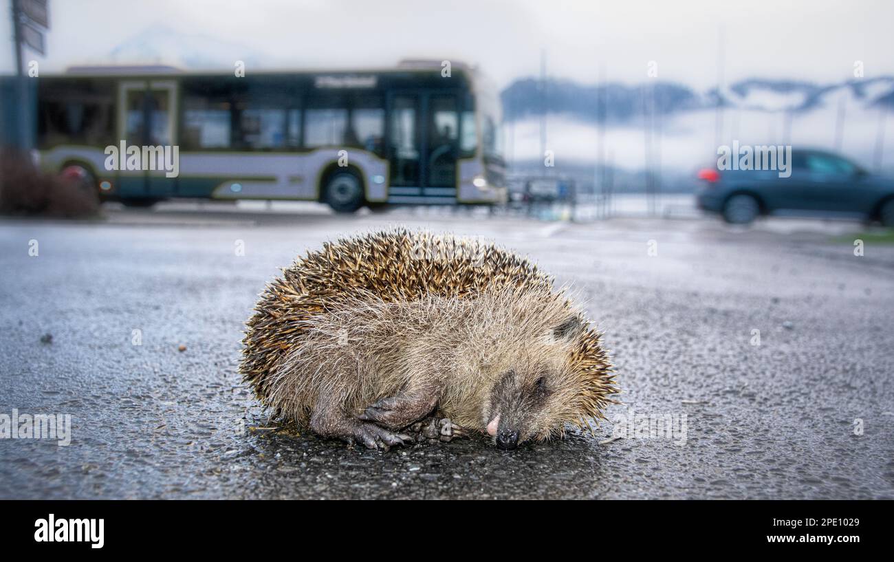 Die abstimmende Bevölkerung des Kantons Bern sagt ja zu neuen Strassen. Wer braucht schon Igel. Foto Stock