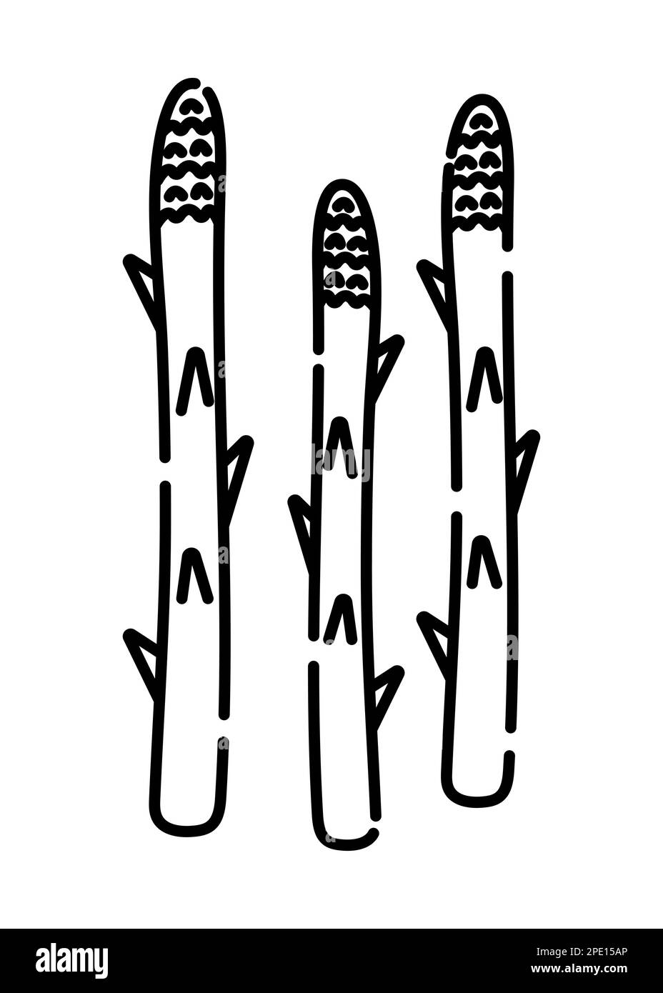 Illustrazione della linea vettoriale in bianco e nero degli asparagi, tre gambi Illustrazione Vettoriale