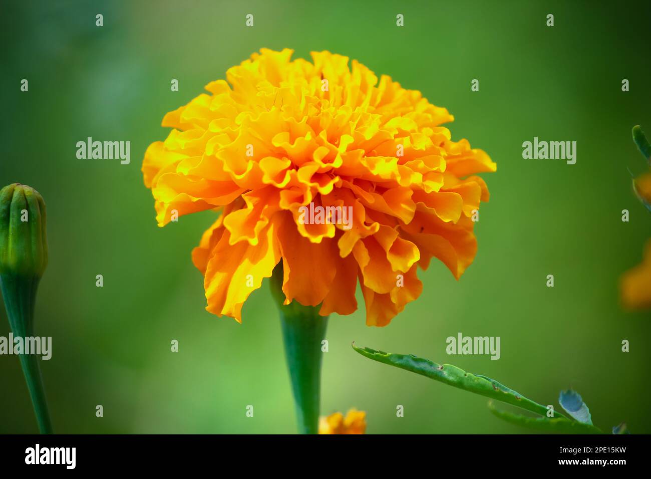 Una vivace esposizione di fiori arancioni che esplodono dal gambo verde Foto Stock