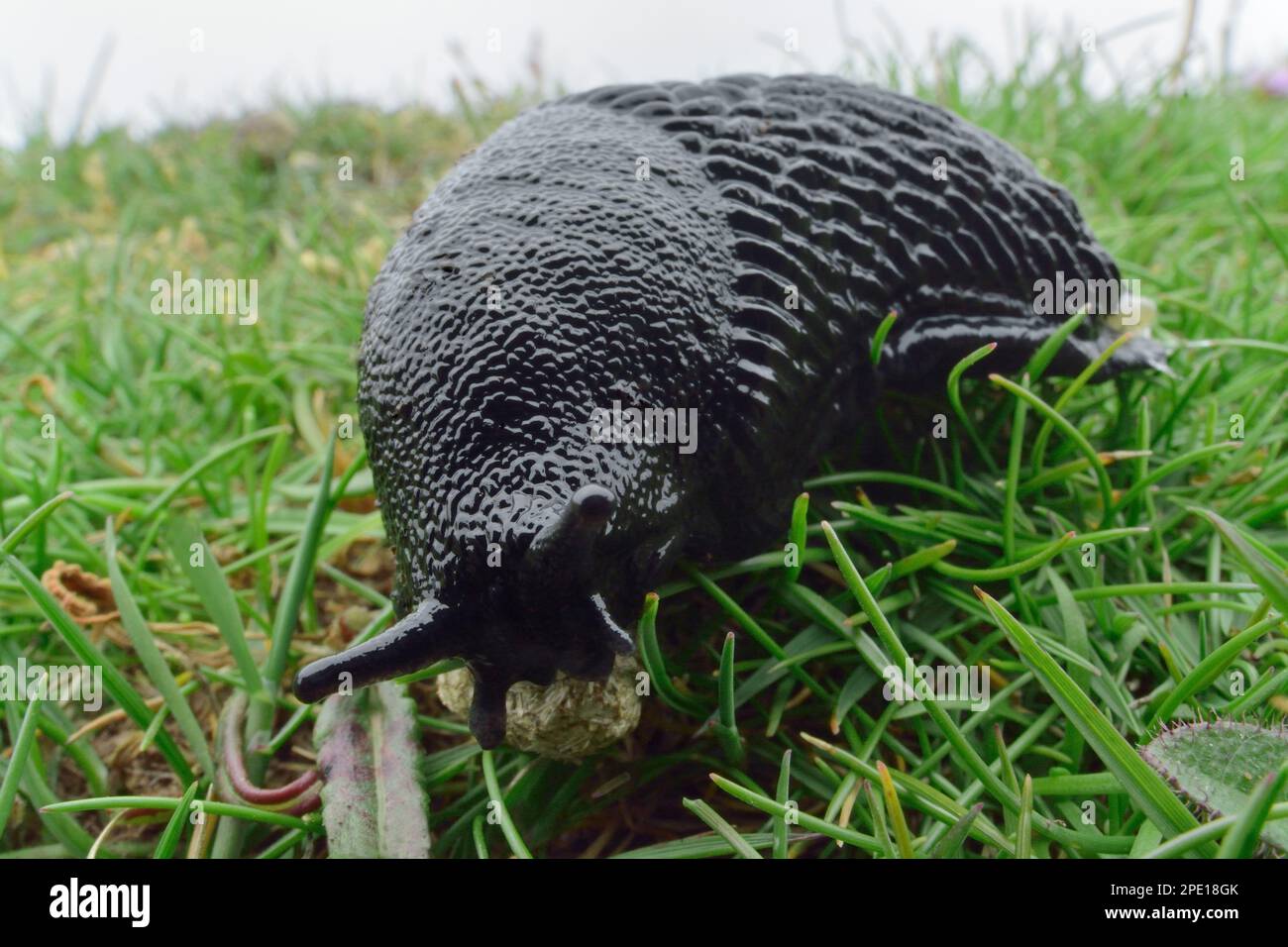 Black Slug (Arion ater) visione grandangolare di animali in erba dalla scogliera, St Abbs Head National Nature Reserve, Berwickshire, Scottish Borders, Scozia Foto Stock