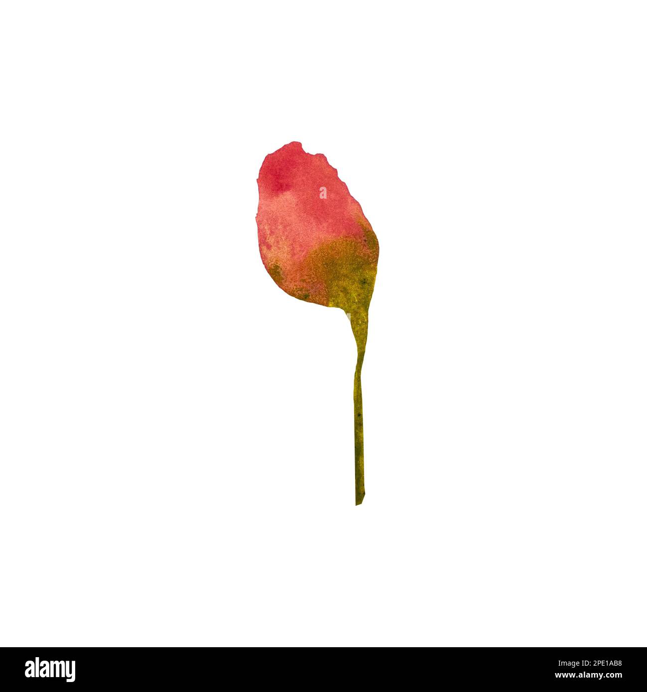Gemma rosa fiore di peonia semplice schizzo acquerello Foto Stock