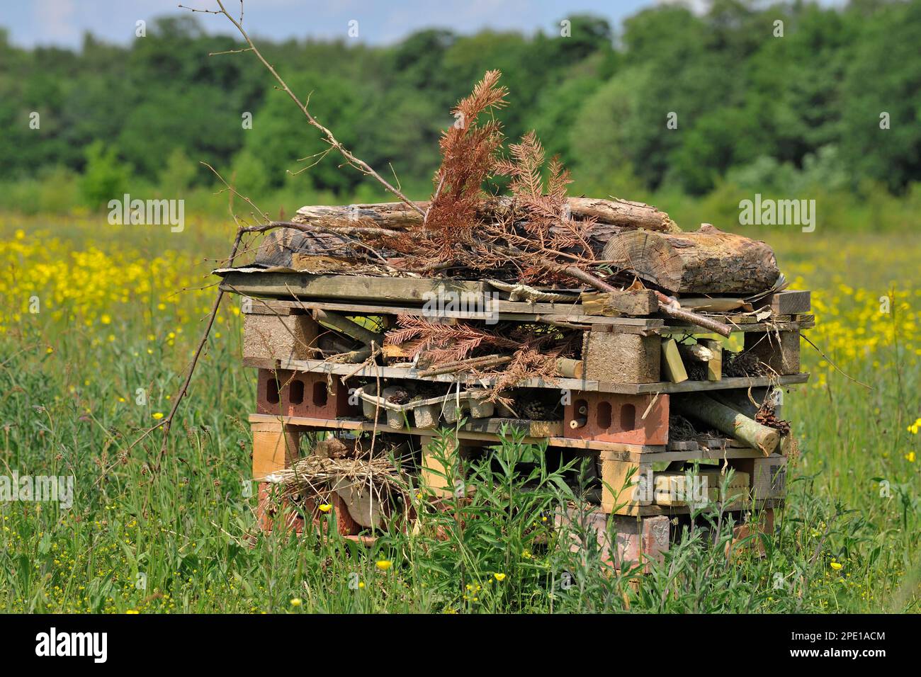 Bug hotel al Three Hagges Wood Meadow, North Yorkshire, Inghilterra, Giugno 2021 Foto Stock