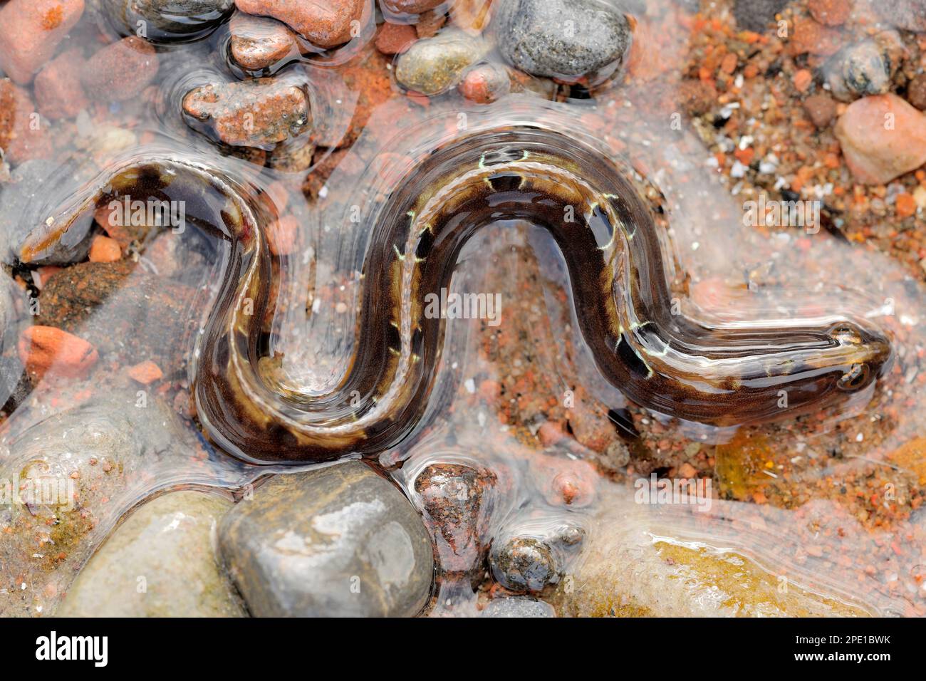 Pesce farfalla (Pholis gunnellus), esemplare bloccato in una piccola piscina sulla spiaggia con bassa marea, Moray Firth, Inverness-shire, Scozia, aprile 2015 Foto Stock