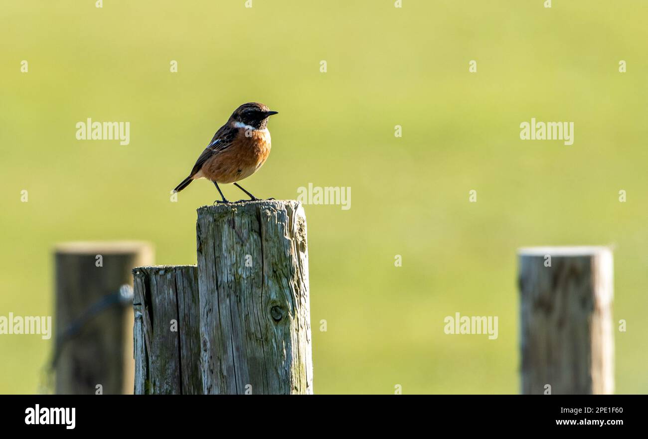 A stonechat, Walney Island,UK,Barrow-in-Furness,Cumbria,UK, Foto Stock