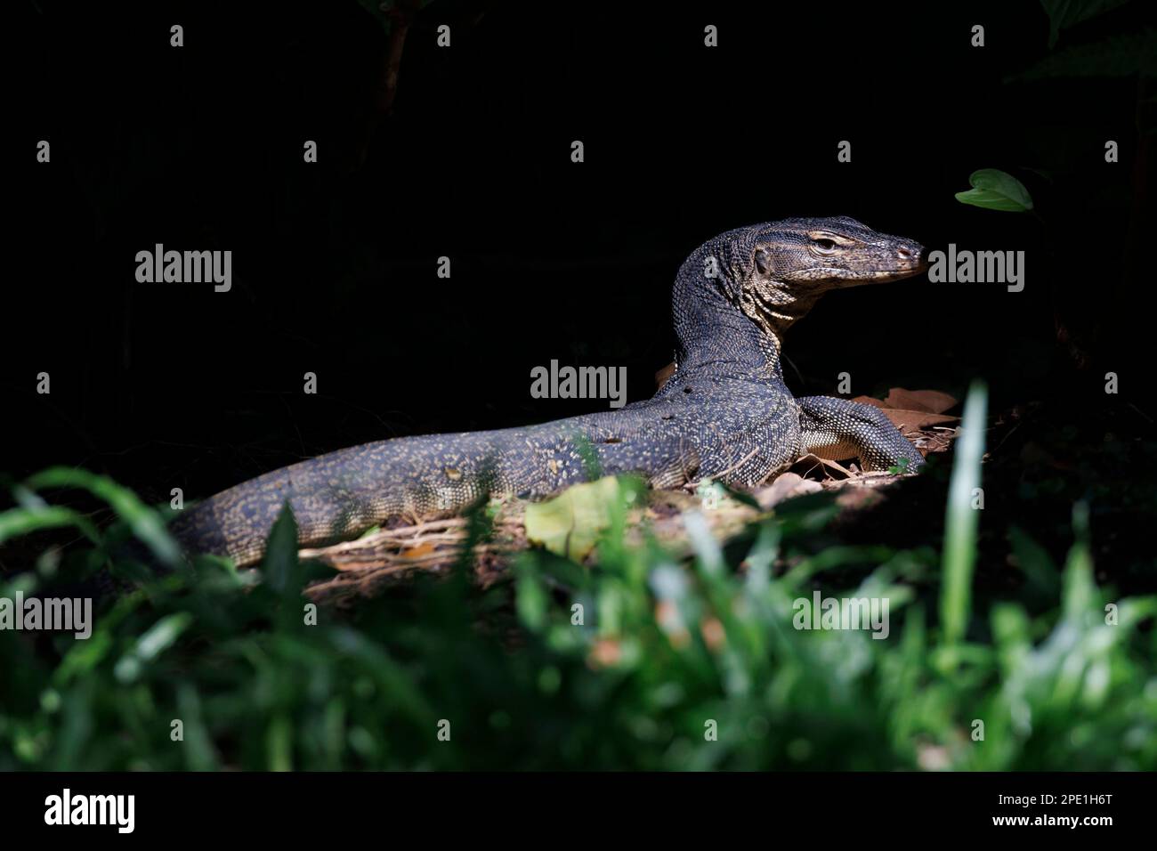 Malese Water Monitor Lizard (Varanus salvator) Singapore Foto Stock