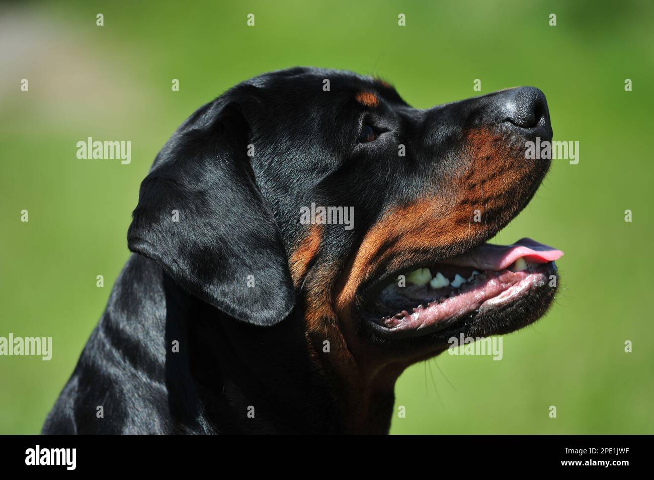 ritratto maschio del rottweiler Foto Stock