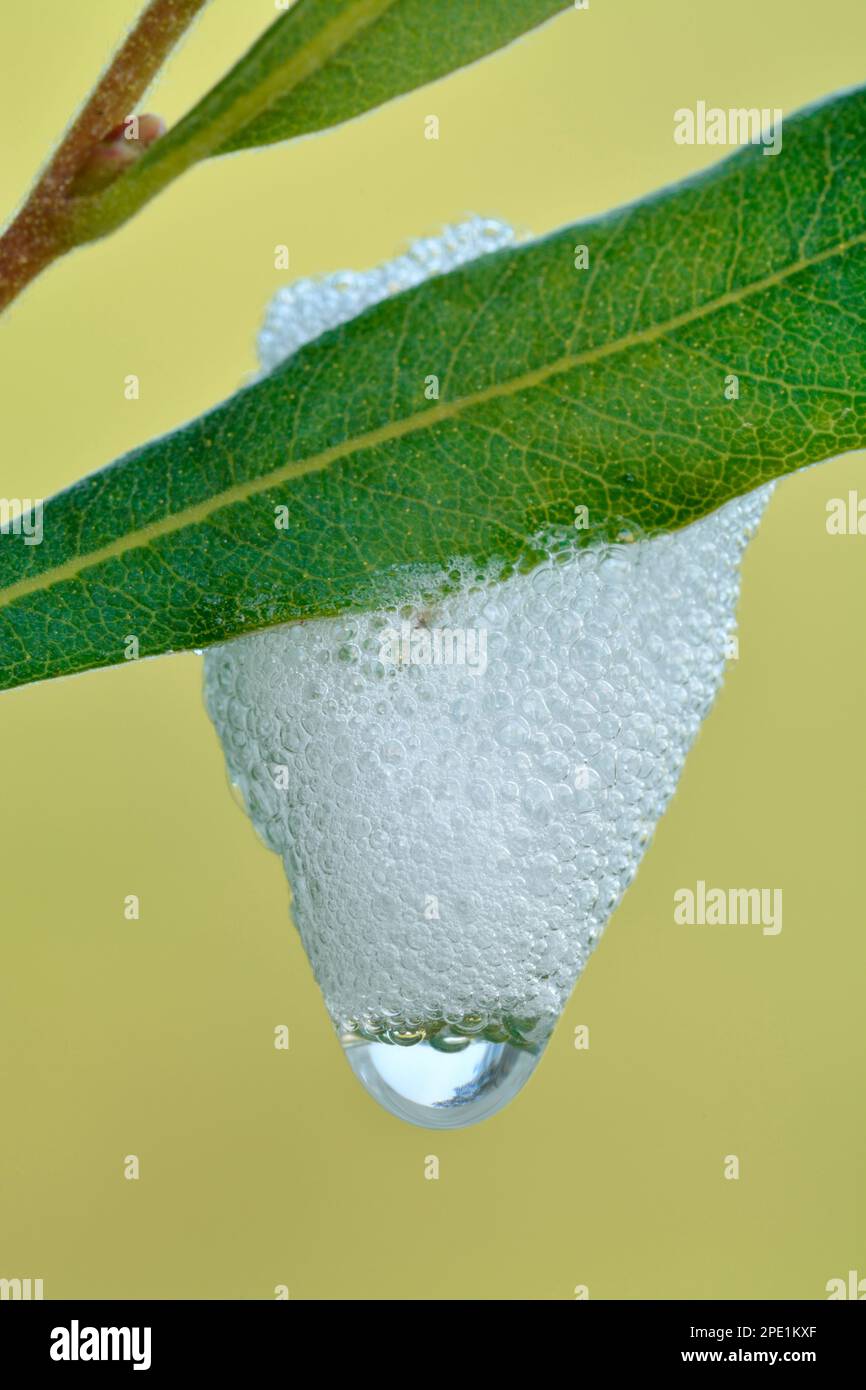 Lo Spit a cucù è un liquido schiumoso bianco secreto dalle ninfe di un bug che succhia linfa noto come schiumaristi (Philaenus spumarius). Berwickshire, Scozia Foto Stock