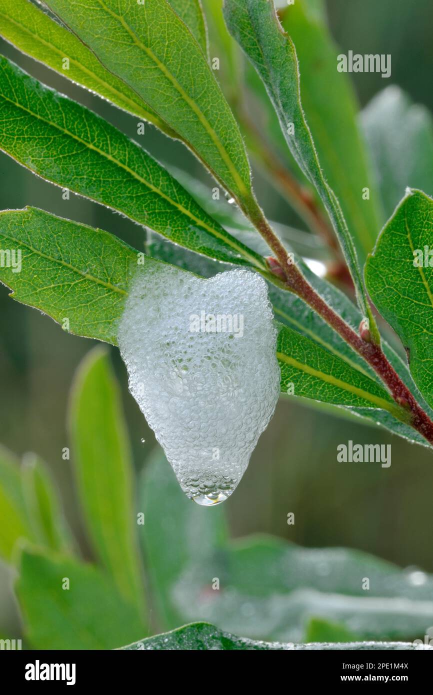 Lo Spit a cucù è un liquido schiumoso bianco secreto dalle ninfe di un bug che succhia linfa noto come schiumaristi (Philaenus spumarius). Berwickshire, Scozia Foto Stock