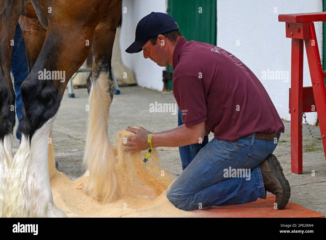 Stableman sulle ginocchia, spolverando la gamba di piume (piume bianche) di cavallo pesante (persona occupata allo showground) - Great Yorkshire Show, Harrogate, Inghilterra UK. Foto Stock