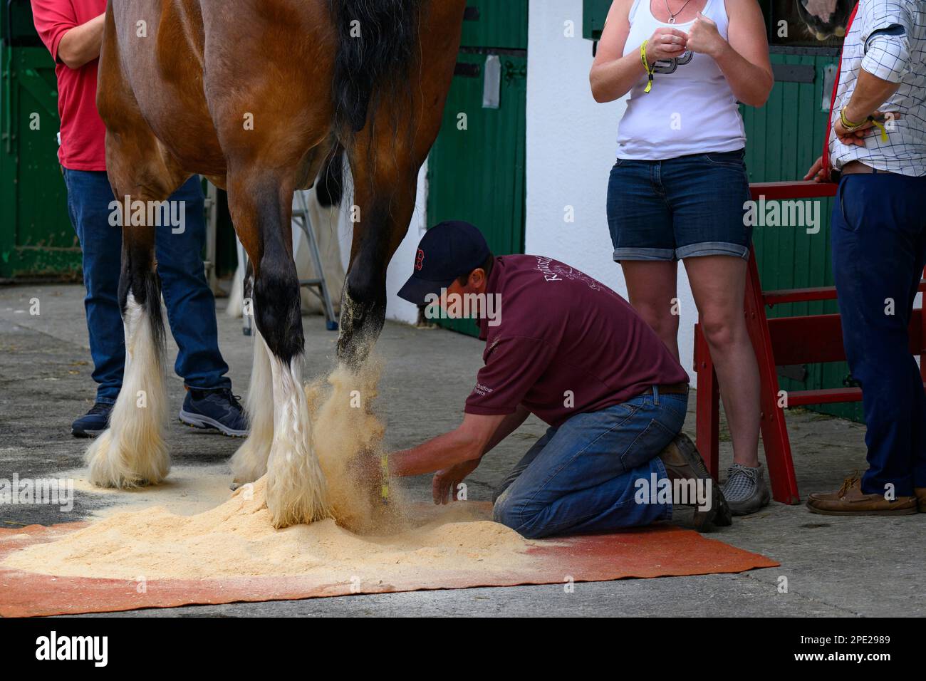 Stableman sulle ginocchia, spolverata gamba piume (piume bianco) di cavallo pesante (persone affollate in stableyard) - Great Yorkshire Show, Harrogate, Inghilterra UK. Foto Stock