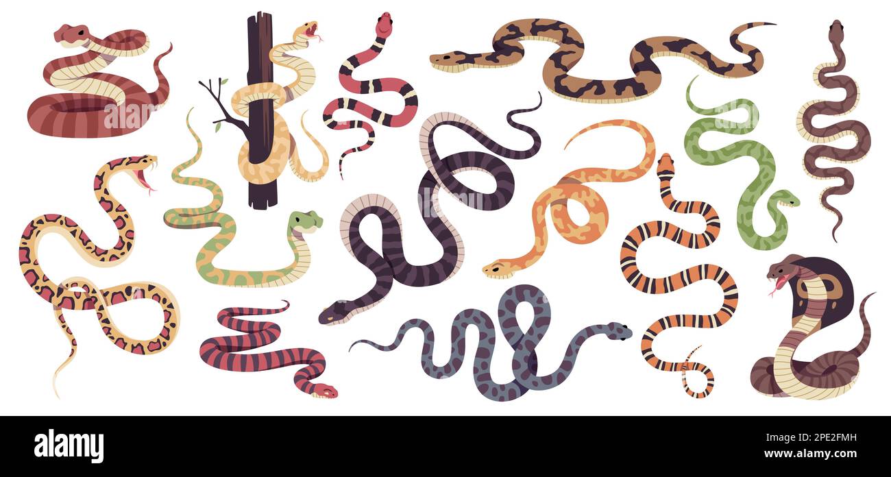 Rettili serpenti. Collezione decorativa di rettili tropicali, velenosi e non, diversi tipi di animali squamosi, animali striscianti, cobra, python, ophiophagus e. Illustrazione Vettoriale