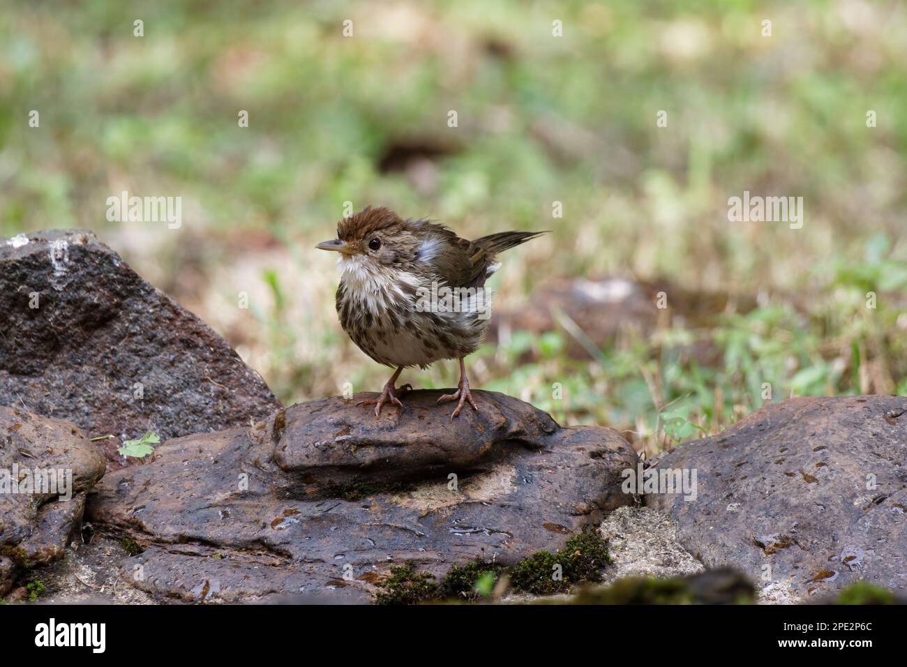 puff tirato babbiatore che si aggira sul terreno bellissimo primo piano shot di un uccello birdwatching india Foto Stock