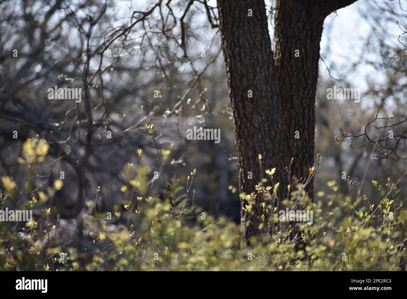 Primo piano di alberi e arbusti con un vecchio edificio abbandonato che svanisce sullo sfondo. Missouri, Missouri, Stati Uniti, Stati Uniti. Sfocato intenzionalmente. Foto Stock