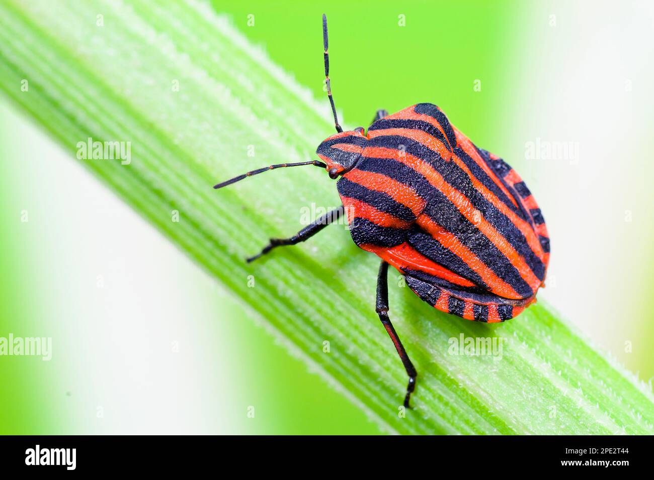 Bug striato (Grafosoma lineatum). Insetti colorati di prati naturali e foreste Foto Stock