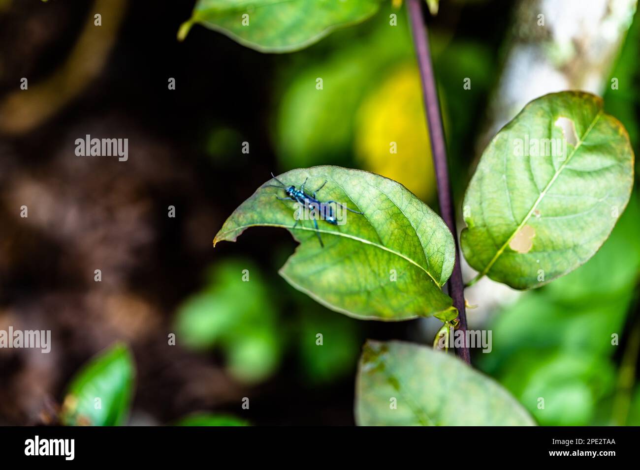 insetto, macro Foto Stock