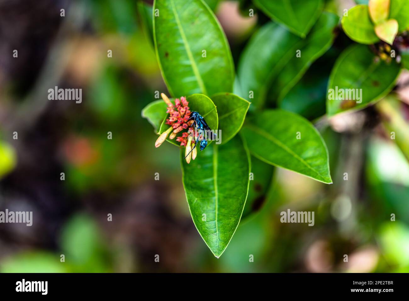 insetto, macro Foto Stock