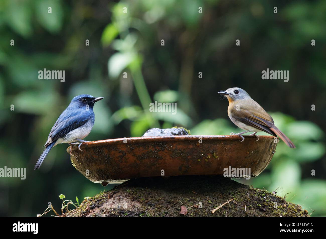 Femmina flycatcher blu dalle ventose bianche appollaiate su un ramo dell'albero in un habitat naturale, primo piano di un bellissimo birdwatching birdwatching Foto Stock