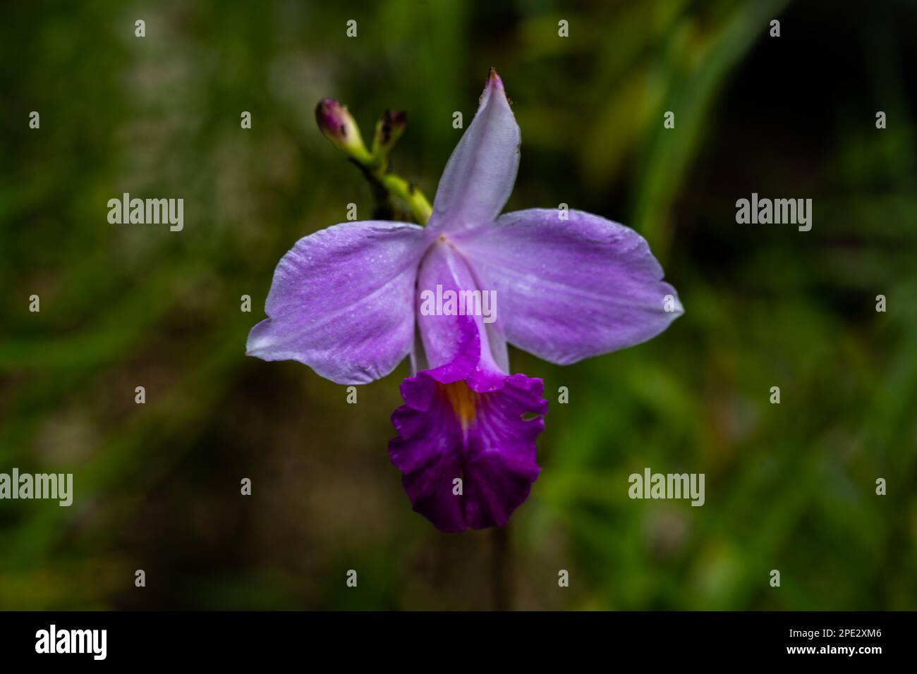 Fiore viola, Macro Foto Stock