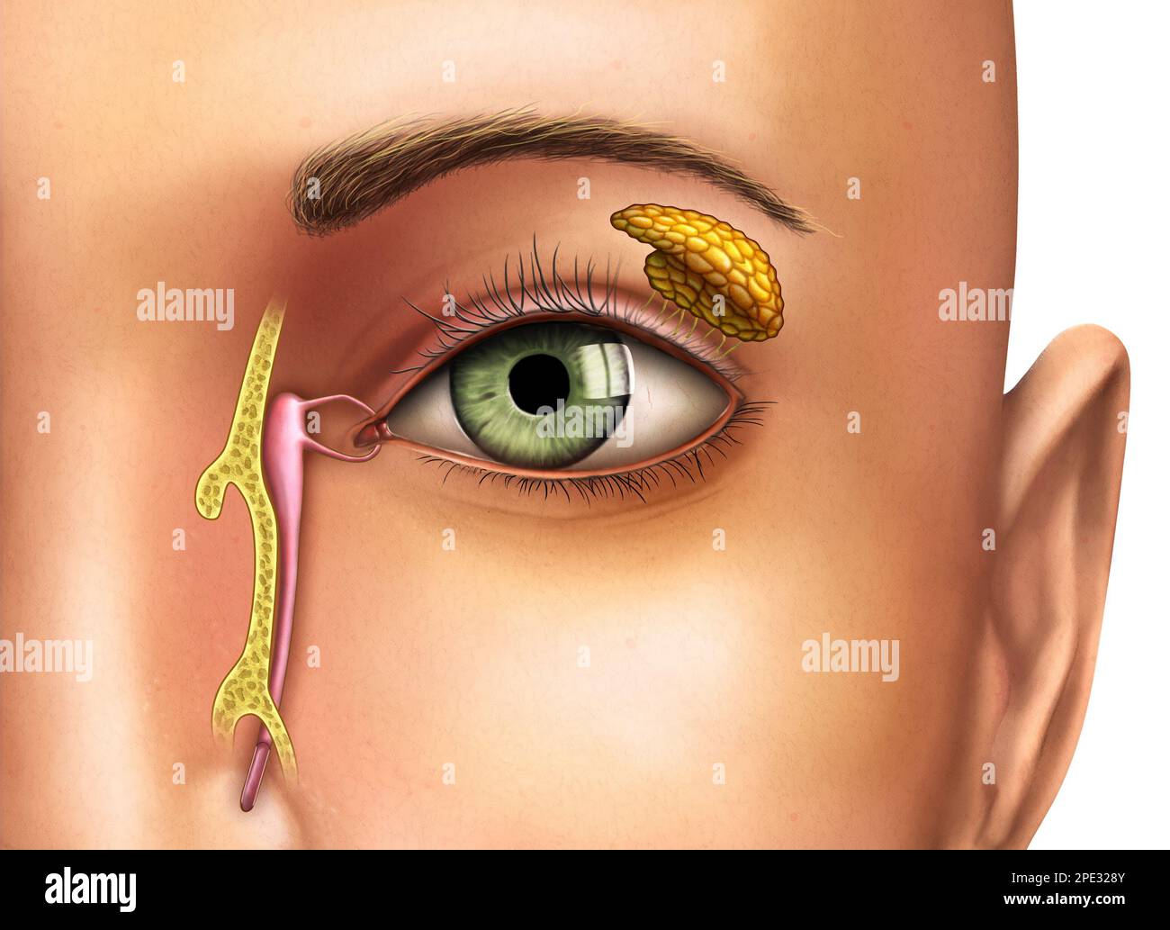 Disegno anatomico che mostra il funzionamento delle ghiandole lacrimali. Illustrazione digitale. Foto Stock