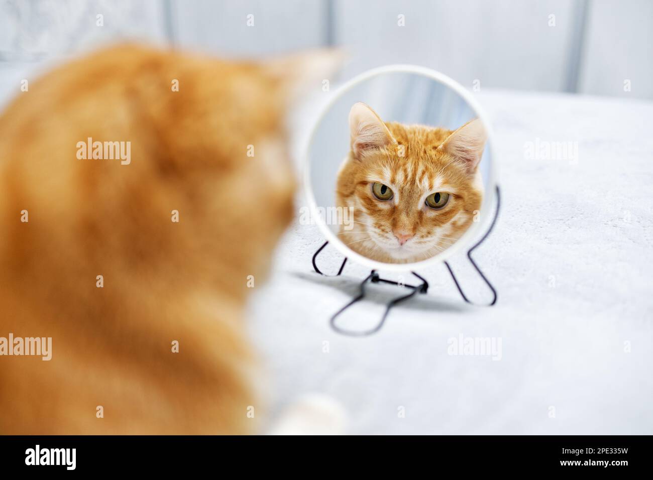 Il gatto rosso si guarda allo specchio. Messa a fuoco superficiale. CopySpace. Foto Stock