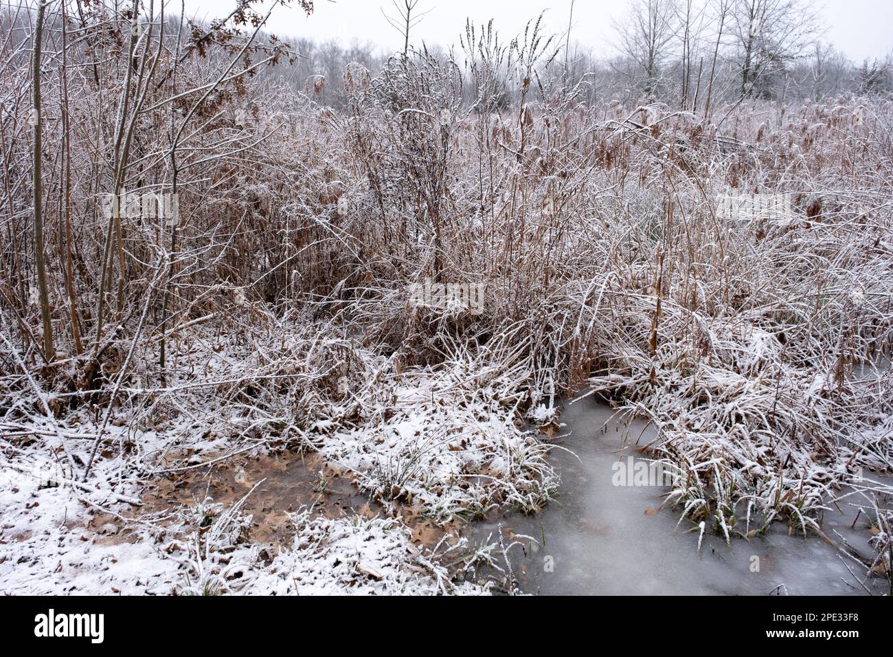 pozzanghere ghiacciata nella palude con neve in inverno Foto Stock