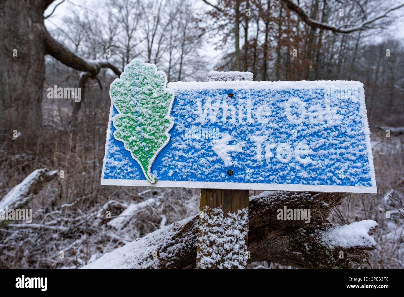 cartello per la quercia bianca sul sentiero nella palude innevata d'inverno Foto Stock