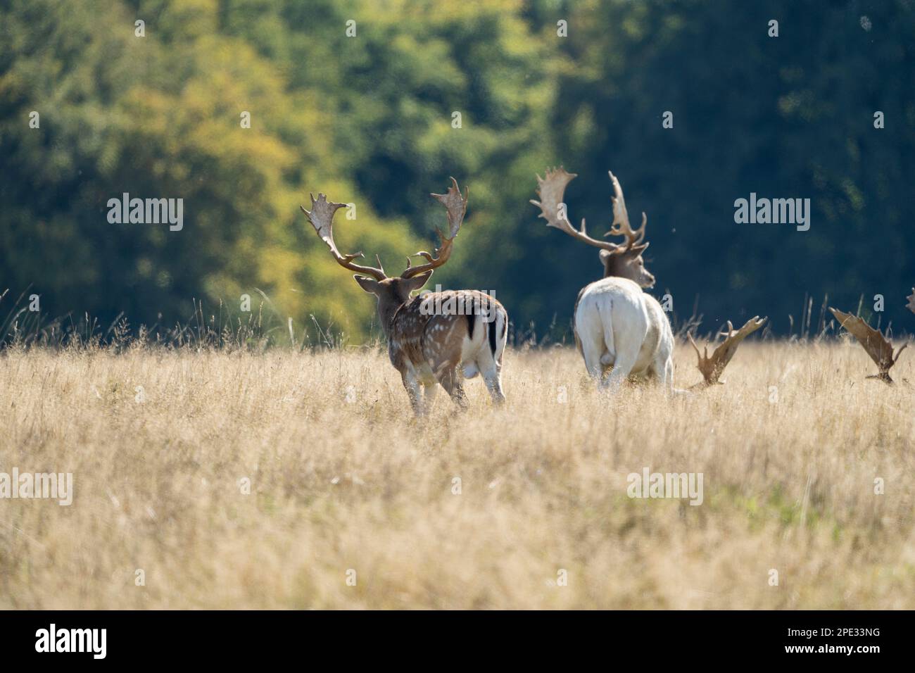 daini marroni e bianchi con grandi corna che camminano, corrono, mangiano, con cuccioli intorno alla foresta verde e campi gialli. Il daino è un elefante Foto Stock