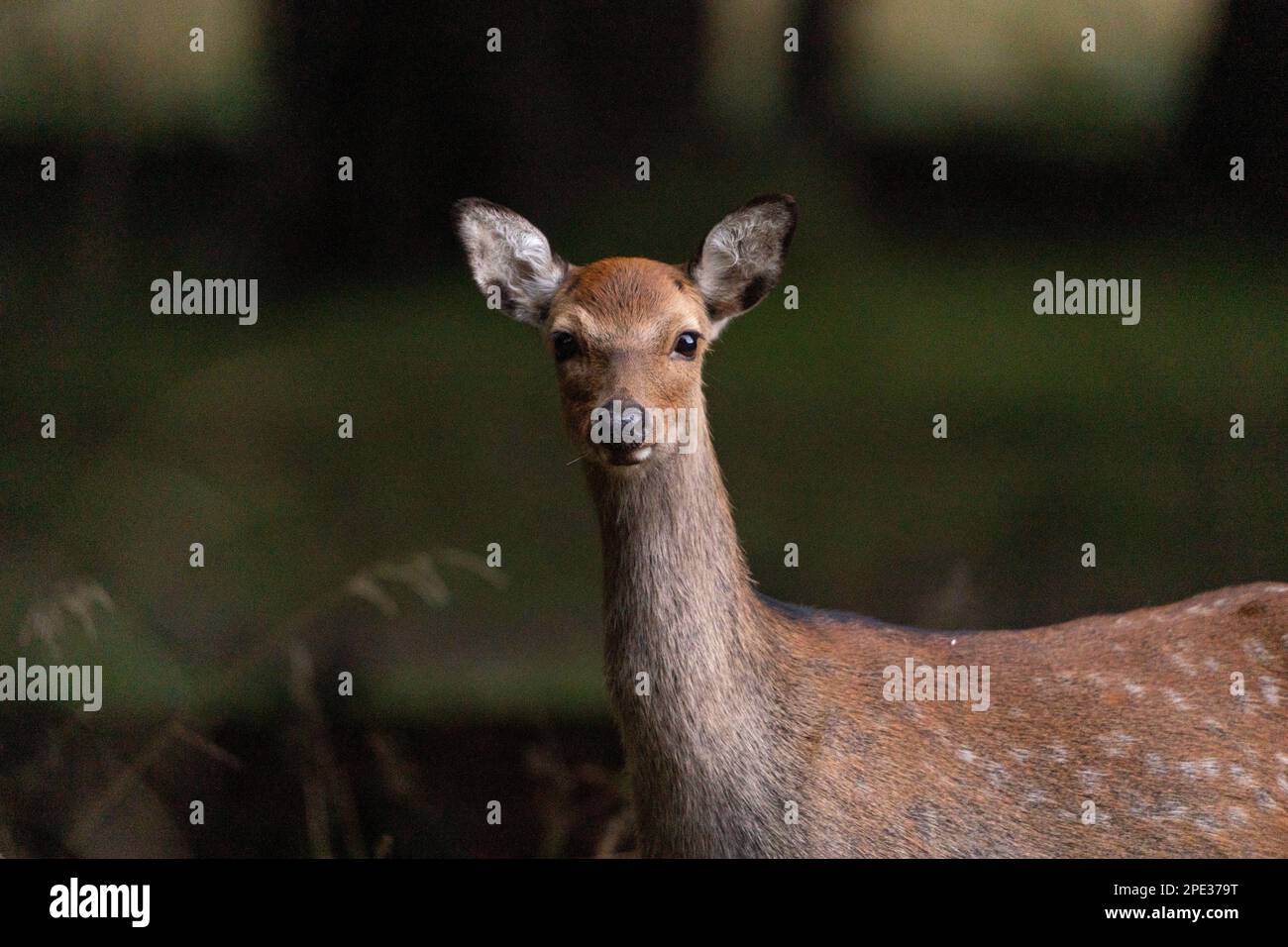 daini marroni e bianchi con grandi corna che camminano, corrono, mangiano, con cuccioli intorno alla foresta verde e campi gialli. Il daino è un elefante Foto Stock