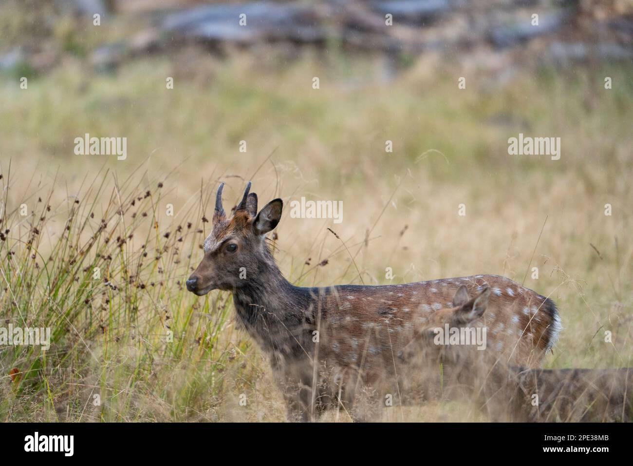 daini marroni e bianchi con grandi corna che camminano, corrono, mangiano, con cuccioli intorno alla foresta verde e campi gialli. Il daino è un elefante Foto Stock