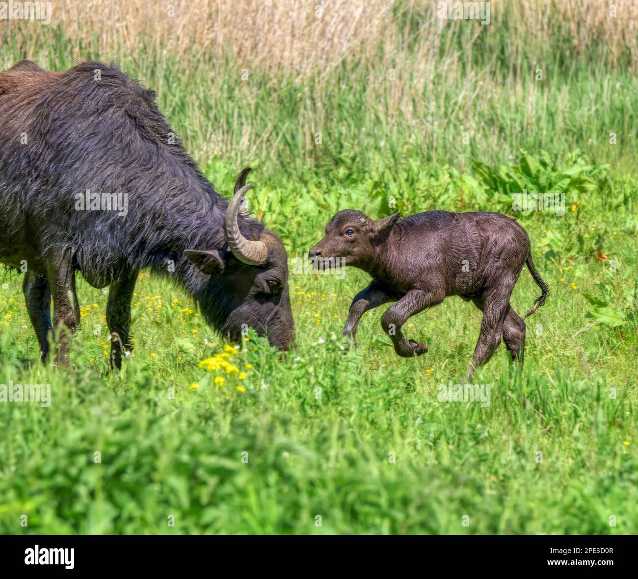 Carino acqua bufala bambino vitello dieci giorni e madre vacca, bubalus bubalis bufalo rumeno tipo carpazi, in esecuzione nella riserva naturale Eifel, Germania Foto Stock