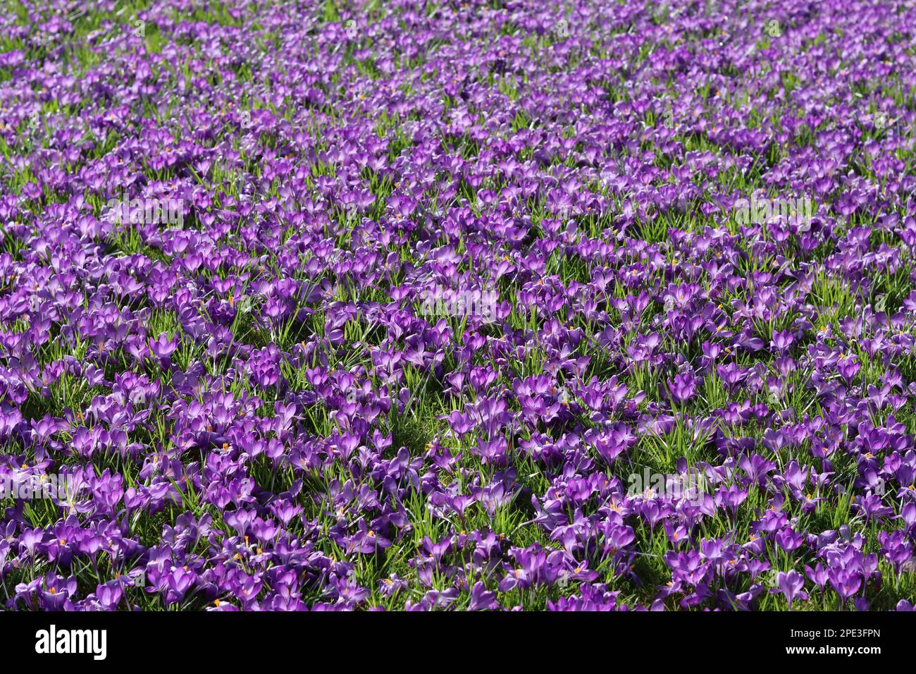 Masse di croci viola luminosi in un giardino sotto il sole di primavera Foto Stock