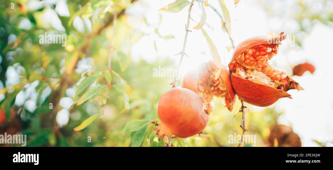 Luminoso colpo di sole giorno di maturo cracked Pomegranate rosso che si incuneano sul ramo con uno sfondo di raggi di sole. Concetto di alimentazione sana e giardinaggio. Foto Stock