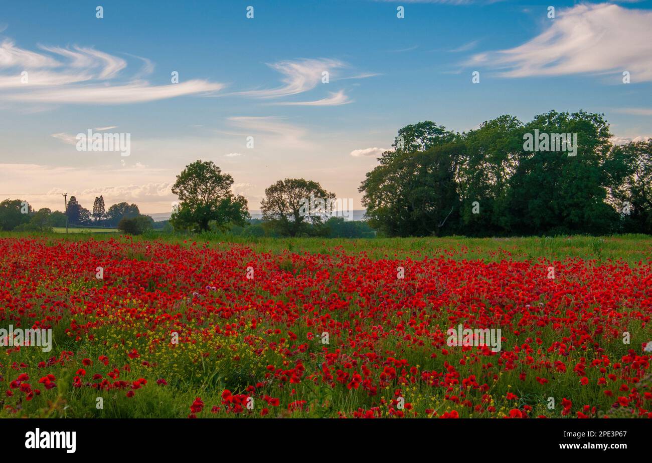 Un campo di papavero con cielo blu Foto Stock