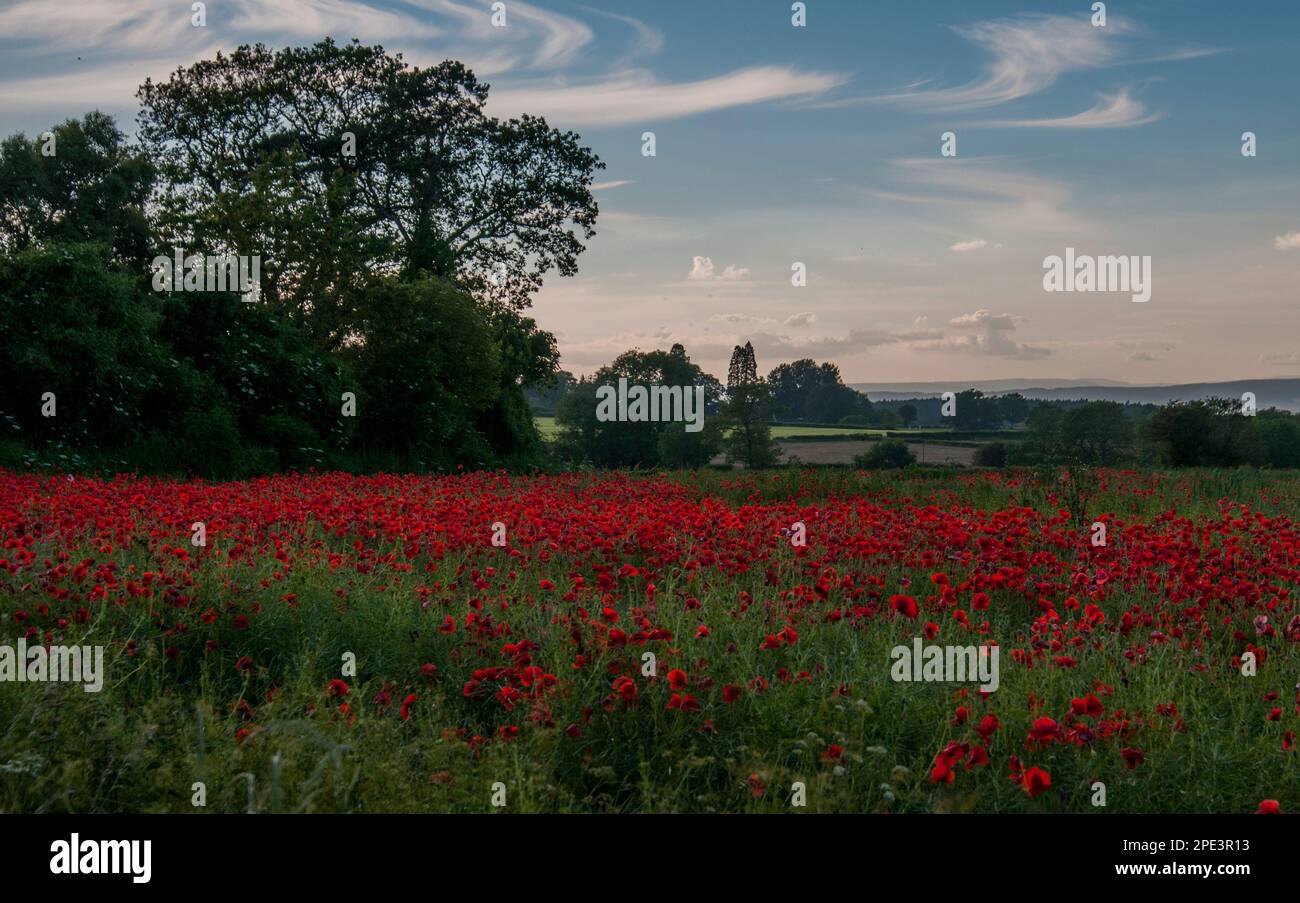 Un campo di papavero con cielo blu Foto Stock
