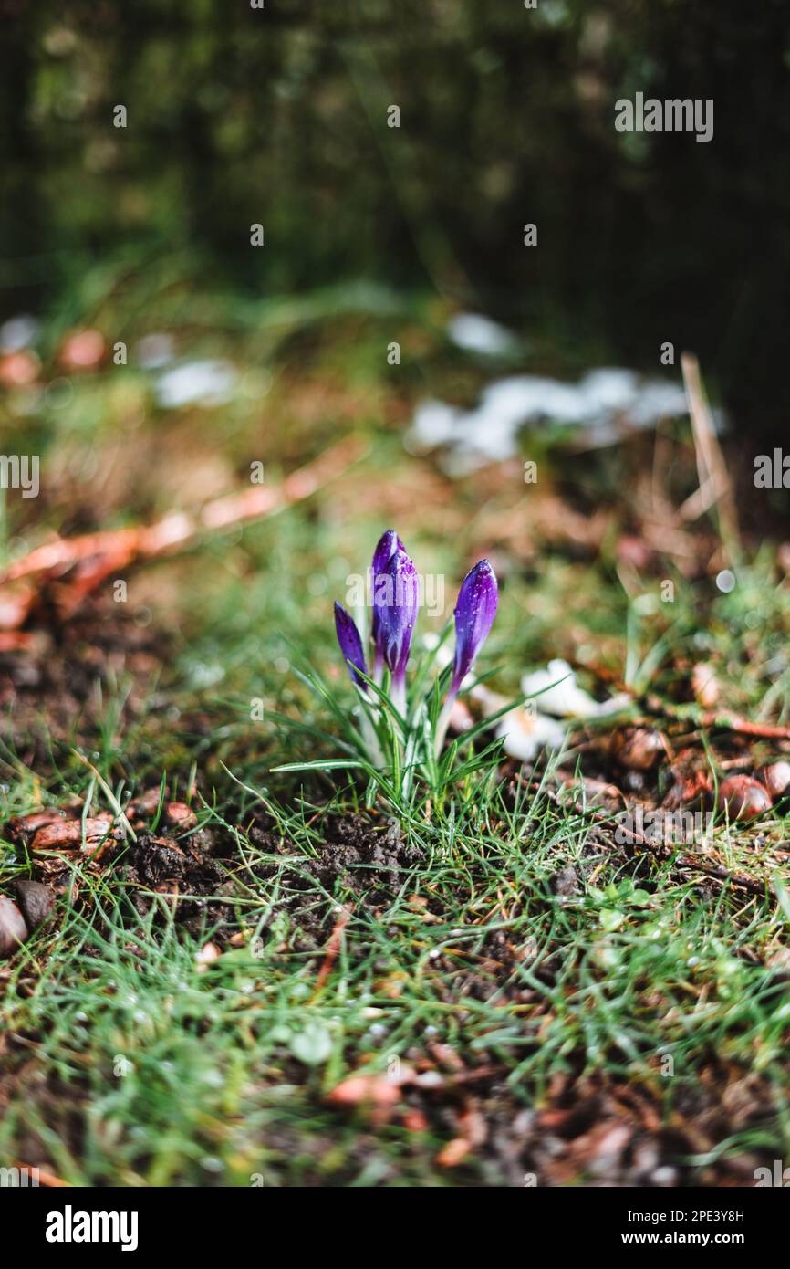 Crocus viola con gocce di pioggia in primavera Foto Stock