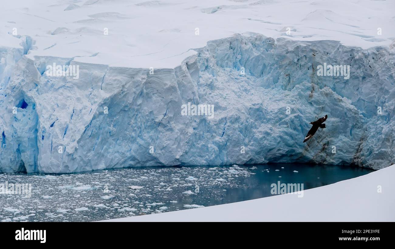 Un uccello maestoso che sorvola con grazia un ghiacciaio mozzafiato Foto Stock